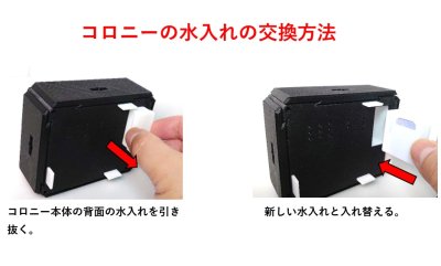 画像3: 【Ant Castle 4点セット】 アリの飼育キット　観察ケース